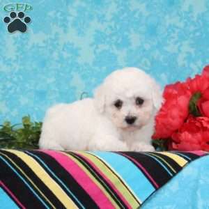 Nora, Bichon Frise Puppy